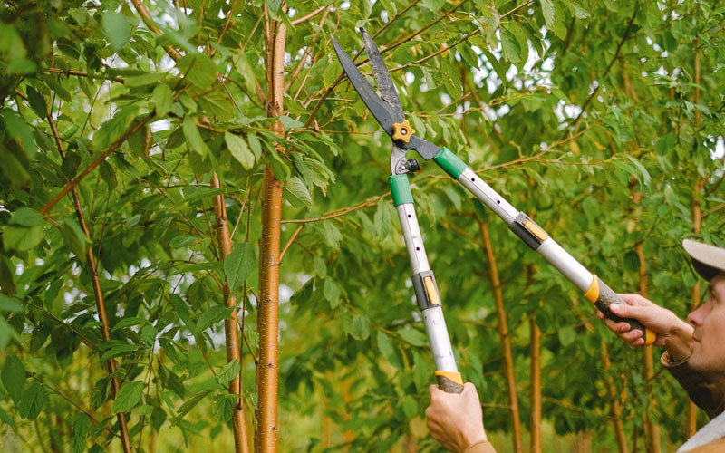 Tree trimming in Patch Grove, WI