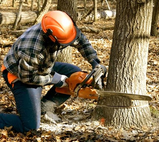Tree Removal in Patch Grove, WI